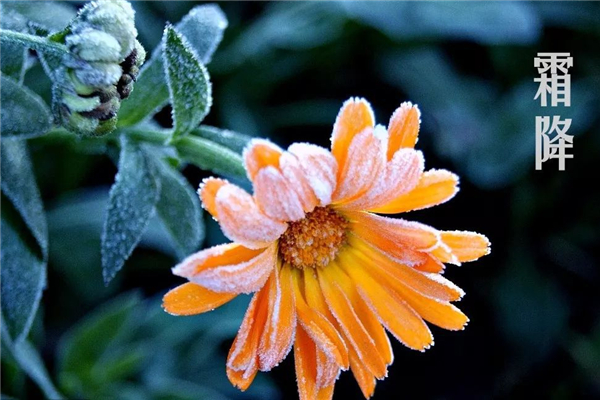 霜降要吃餃子嗎 霜降吃餃子寓意 霜降要吃餃子嗎 霜降吃餃子寓意