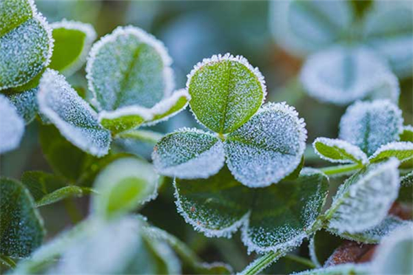 霜降的節(jié)氣含義是什么 霜降是幾月幾日2021年 霜降的節(jié)氣含義是什么 霜降是幾月幾日2021年