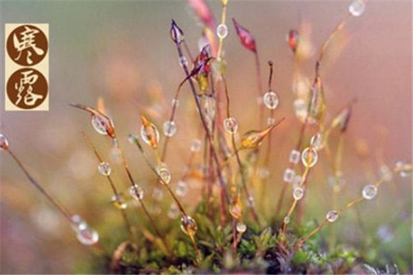 寒露是什么節(jié)氣 寒露會下霜嗎 寒露是什么節(jié)氣 寒露會下霜嗎