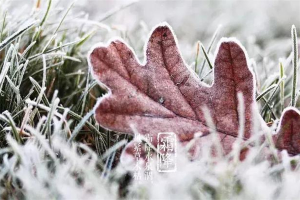 霜降要吃什么食物好 霜降養(yǎng)生應該注意什么 霜降要吃什么食物好 霜降養(yǎng)生應該注意什么