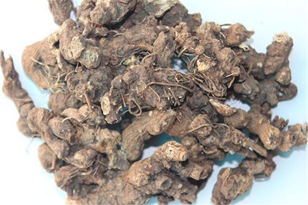 蒼術可以煲湯嗎 蒼術的功效和作用 蒼術可以煲湯嗎 蒼術的功效和作用