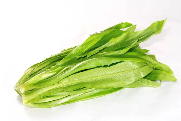 油麥菜是涼性的嗎 油麥菜屬于感光食物嗎 油麥菜是涼性的嗎 油麥菜屬于感光食物嗎