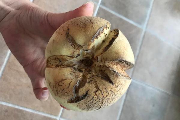 爆炸桃是什么品種 爆炸桃好吃嗎 爆炸桃是什么品種 爆炸桃好吃嗎