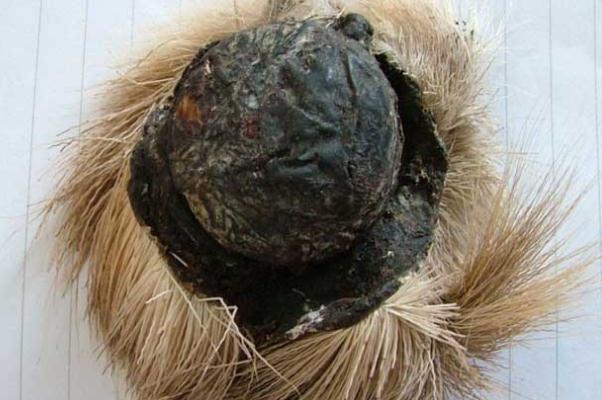 麝香的功效與作用 麝香的副作用 麝香的功效與作用 麝香的副作用