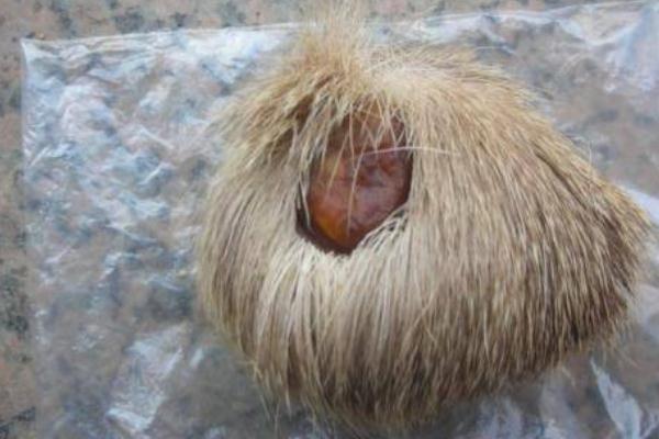 麝香孕婦可以聞嗎 麝香孕婦聞了會(huì)流產(chǎn)嗎 麝香孕婦可以聞嗎 麝香孕婦聞了會(huì)流產(chǎn)嗎