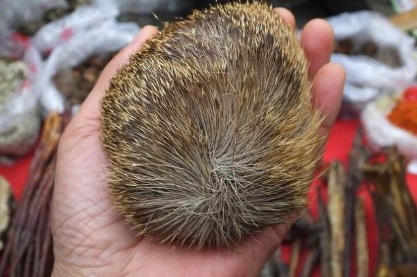 麝香是不是會導致不孕 麝香為什么會導致不孕 麝香是不是會導致不孕 麝香為什么會導致不孕