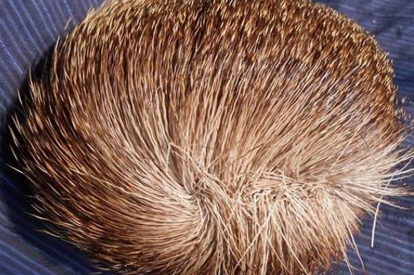 麝香孕婦可以聞嗎 麝香孕婦聞了會(huì)流產(chǎn)嗎 麝香孕婦可以聞嗎 麝香孕婦聞了會(huì)流產(chǎn)嗎