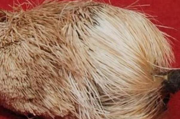 麝香孕婦可以聞嗎 麝香孕婦聞了會(huì)流產(chǎn)嗎 麝香孕婦可以聞嗎 麝香孕婦聞了會(huì)流產(chǎn)嗎