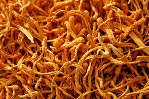 蟲草花是涼性的還是熱性的 蟲草花是什么東西長出來的 蟲草花是涼性的還是熱性的 蟲草花是什么東西長出來的