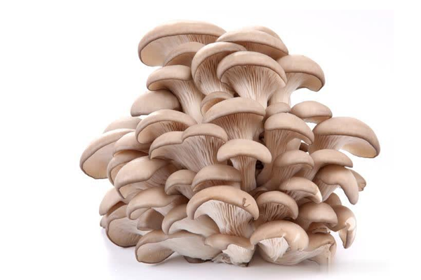 平菇能隔夜吃嗎 平菇能放冰箱保鮮嗎 平菇能隔夜吃嗎 平菇能放冰箱保鮮嗎