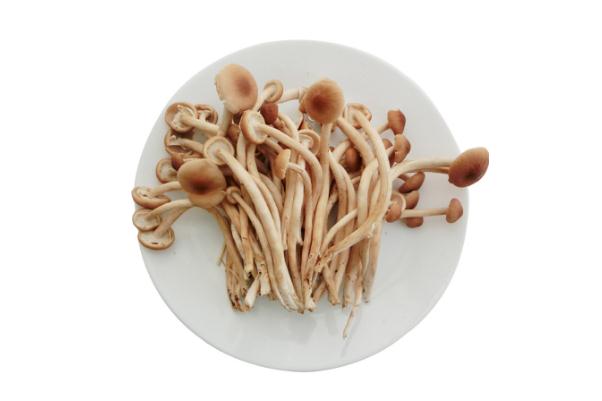 茶樹(shù)菇泡多長(zhǎng)時(shí)間最好 尿酸高能吃茶樹(shù)菇嗎 茶樹(shù)菇泡多長(zhǎng)時(shí)間最好 尿酸高能吃茶樹(shù)菇嗎