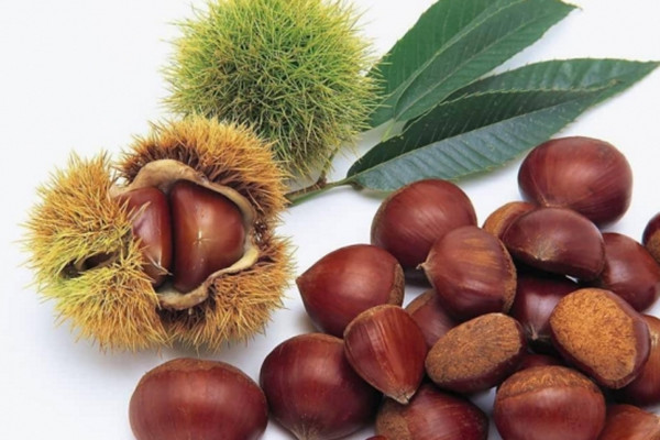 板栗的含糖量高不高 板栗糖尿病人能吃嗎 板栗的含糖量高不高 板栗糖尿病人能吃嗎