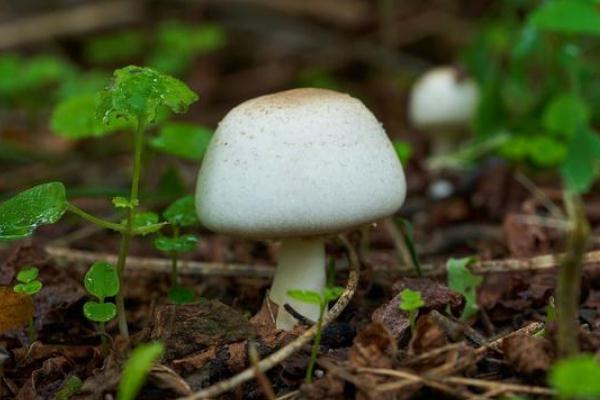 口蘑有斑點還能吃嗎 口蘑有毒性嗎 口蘑有斑點還能吃嗎 口蘑有毒性嗎