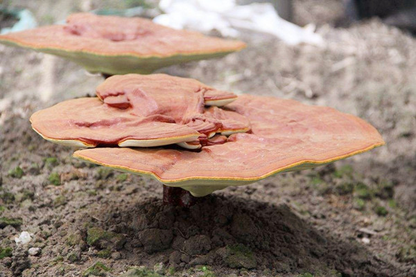 靈芝能泡水喝嗎 靈芝能長期泡水喝嗎 靈芝能泡水喝嗎 靈芝能長期泡水喝嗎