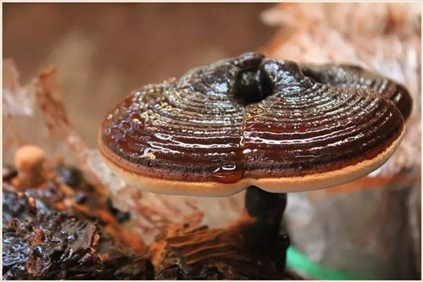 靈芝泡水能降血壓?jiǎn)?靈芝泡水能降尿酸嗎 靈芝泡水能降血壓?jiǎn)?靈芝泡水能降尿酸嗎