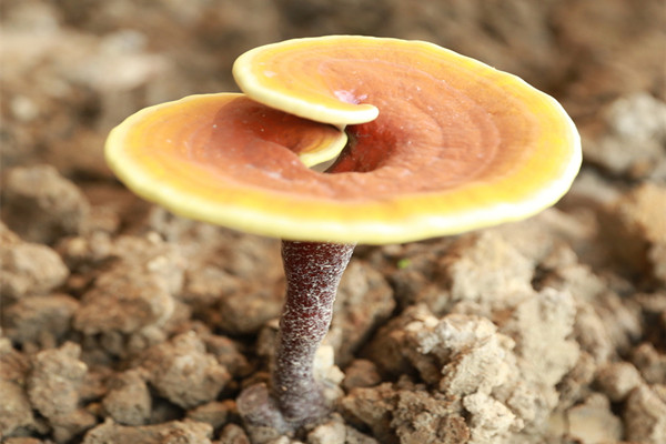靈芝不苦是不是假靈芝 靈芝怎么辨別真假 靈芝不苦是不是假靈芝 靈芝怎么辨別真假