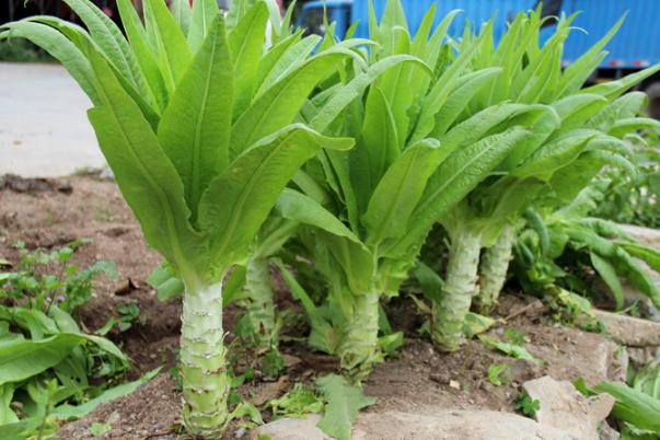 萵苣的功效與作用 萵苣和萵筍一樣嗎 萵苣的功效與作用 萵苣和萵筍一樣嗎