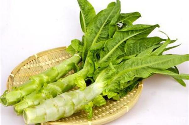 萵苣的功效與作用 萵苣和萵筍一樣嗎 萵苣的功效與作用 萵苣和萵筍一樣嗎