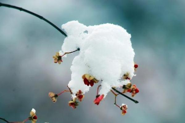 寒潮的危害有哪些 立冬逢寒潮 寒潮的危害有哪些 立冬逢寒潮