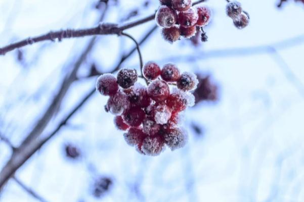 寒潮的危害有哪些 立冬逢寒潮 寒潮的危害有哪些 立冬逢寒潮