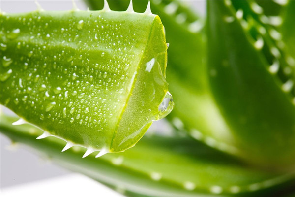 蘆薈膠是面霜嗎 蘆薈膠能代替面霜嗎 蘆薈膠是面霜嗎 蘆薈膠能代替面霜嗎