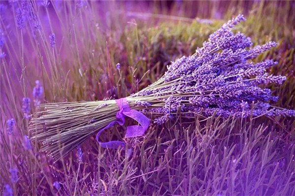 薰衣草精油一次用幾滴 薰衣草精油的正確使用方法 薰衣草精油一次用幾滴 薰衣草精油的正確使用方法