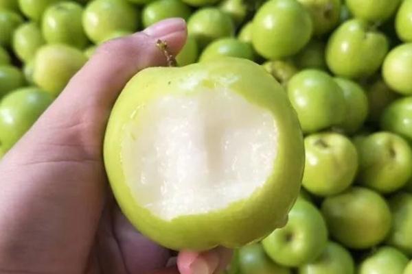 牛奶棗是棗嗎 牛奶棗是轉(zhuǎn)基因的嗎 牛奶棗是棗嗎 牛奶棗是轉(zhuǎn)基因的嗎