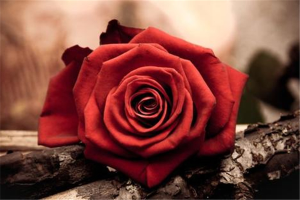 玫瑰精油會(huì)結(jié)晶嗎 玫瑰精油結(jié)晶是高品質(zhì)的表現(xiàn)嗎 玫瑰精油會(huì)結(jié)晶嗎 玫瑰精油結(jié)晶是高品質(zhì)的表現(xiàn)嗎