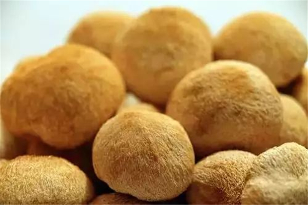 猴頭菇是什么顏色的 猴頭菇怎么挑選 猴頭菇是什么顏色的 猴頭菇怎么挑選