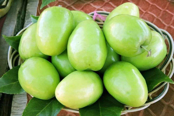 青棗的營(yíng)養(yǎng)價(jià)值有哪些 青棗的營(yíng)養(yǎng)成分 青棗的營(yíng)養(yǎng)價(jià)值有哪些 青棗的營(yíng)養(yǎng)成分