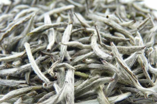 白茶哪些人不能喝 白茶怎么看好壞 白茶哪些人不能喝 白茶怎么看好壞