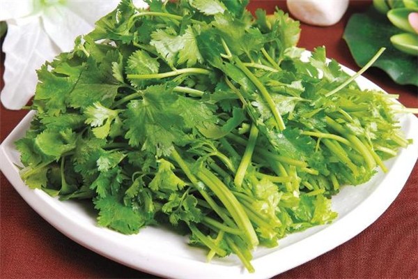 香菜會加速黑色素沉淀嗎 香菜會讓人變黑嗎 香菜會加速黑色素沉淀嗎 香菜會讓人變黑嗎