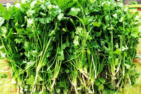 香菜和什么不能一起吃 香菜為什么那么貴 香菜和什么不能一起吃 香菜為什么那么貴