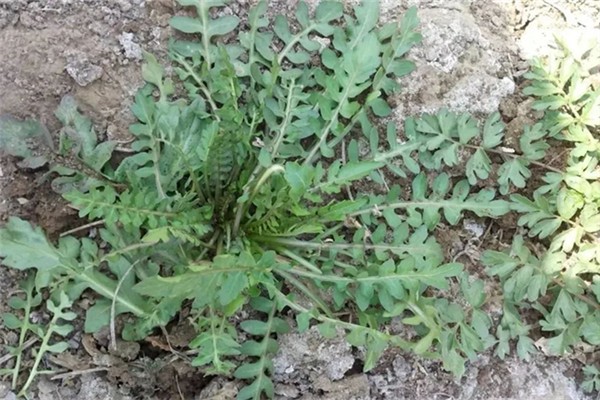 薺薺菜的作用與功效 薺薺菜長什么樣子 薺薺菜的作用與功效 薺薺菜長什么樣子