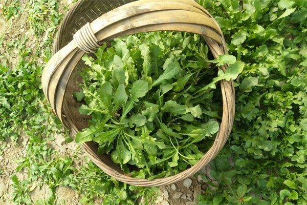 薺菜是什么季節(jié)的蔬菜 薺菜有味道嗎 薺菜是什么季節(jié)的蔬菜 薺菜有味道嗎