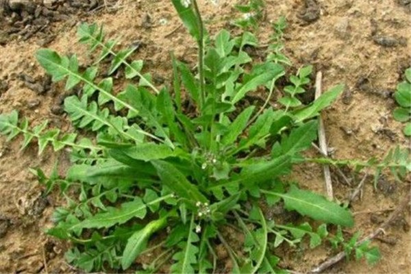 薺薺菜的作用與功效 薺薺菜長什么樣子 薺薺菜的作用與功效 薺薺菜長什么樣子