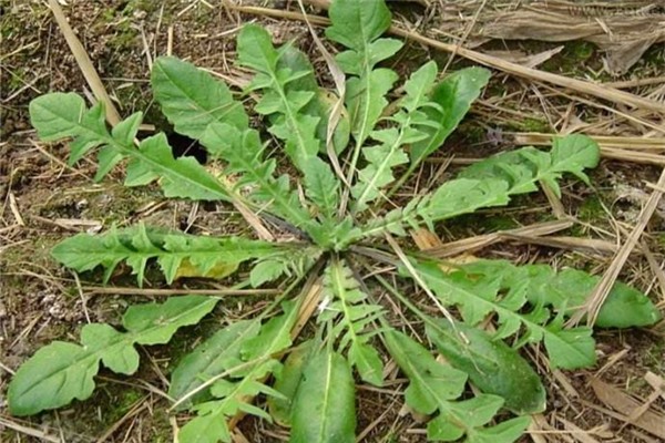 薺菜焯水多長時間 薺菜焯水好還是不焯水好 薺菜焯水多長時間 薺菜焯水好還是不焯水好