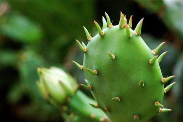 仙人掌泡水喝能降血糖嗎 仙人掌泡水喝有什么功效 仙人掌泡水喝能降血糖嗎 仙人掌泡水喝有什么功效