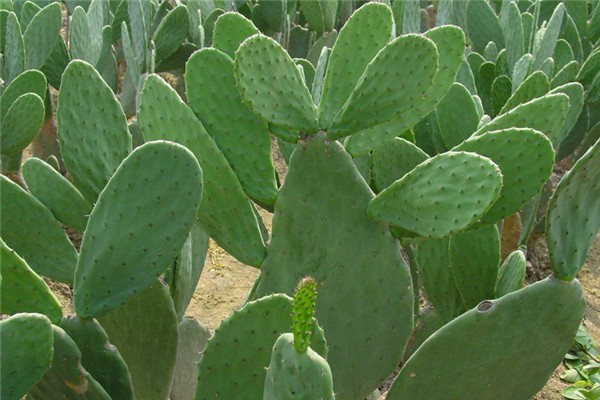 仙人掌泡水喝能降血糖嗎 仙人掌泡水喝有什么功效 仙人掌泡水喝能降血糖嗎 仙人掌泡水喝有什么功效