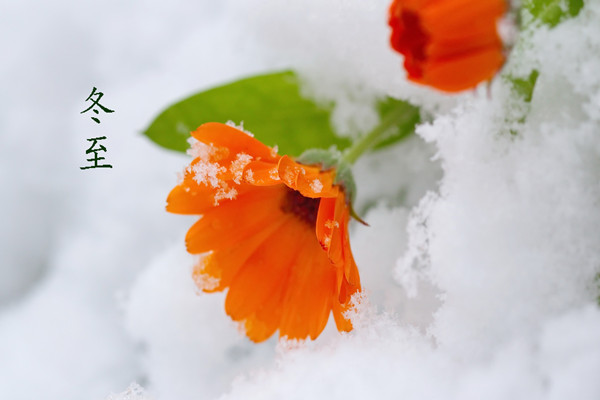 冬至是幾月幾號(hào)2021年 冬至有什么含義嗎 冬至是幾月幾號(hào)2021年 冬至有什么含義嗎