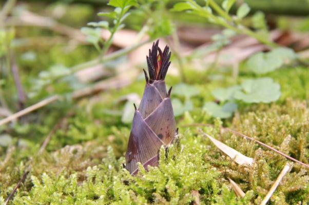 春筍有點(diǎn)黑還能吃嗎 春筍會(huì)過敏嗎 春筍有點(diǎn)黑還能吃嗎 春筍會(huì)過敏嗎