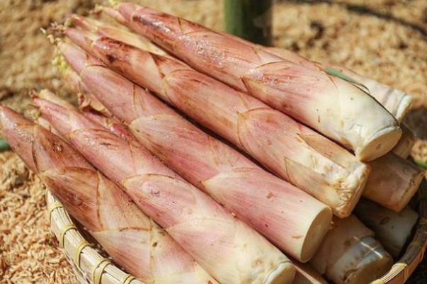 春筍的功效和作用 春筍和冬筍是同一顆竹子長的嗎 春筍的功效和作用 春筍和冬筍是同一顆竹子長的嗎