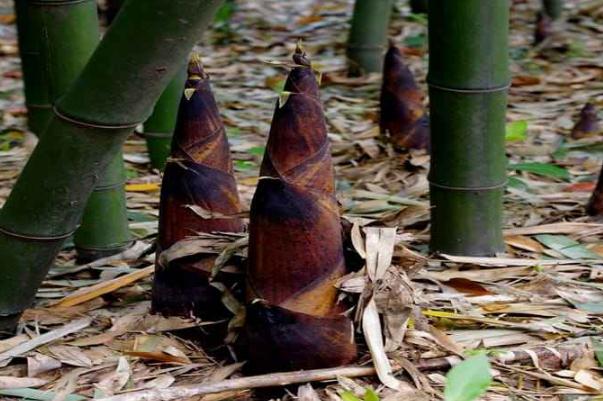 春筍的功效和作用 春筍和冬筍是同一顆竹子長的嗎 春筍的功效和作用 春筍和冬筍是同一顆竹子長的嗎