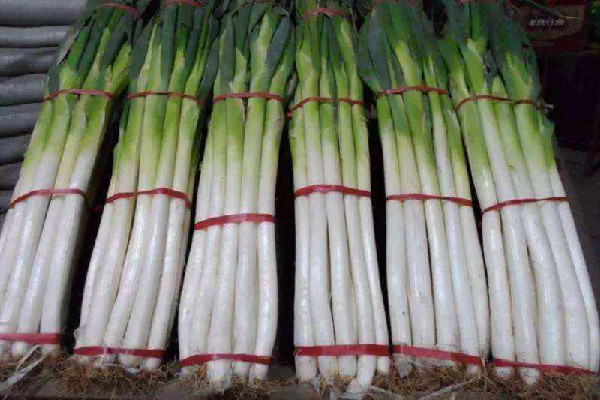 大蔥的功效和作用 大蔥可以壯陽嗎 大蔥的功效和作用 大蔥可以壯陽嗎