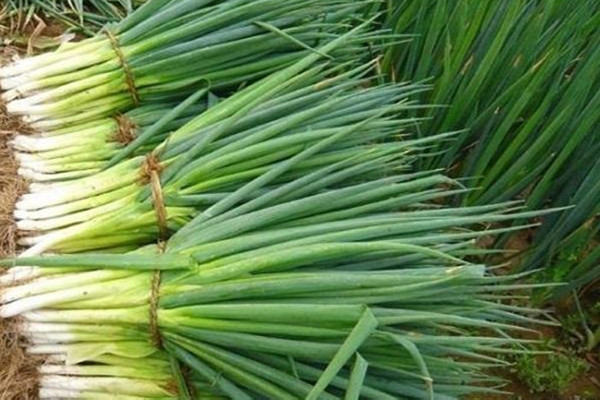 大蔥是生吃好還是熟吃好 大蔥生吃要蘸什么醬 大蔥是生吃好還是熟吃好 大蔥生吃要蘸什么醬