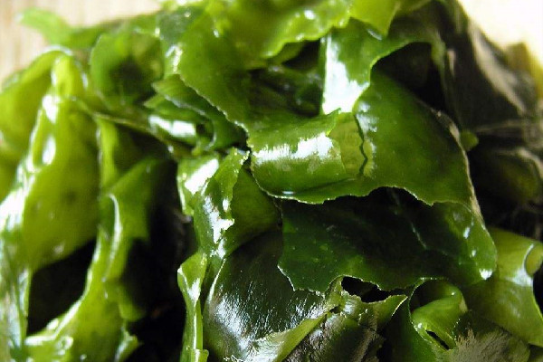 裙帶菜要不要焯水 裙帶菜煮多久可以吃 裙帶菜要不要焯水 裙帶菜煮多久可以吃