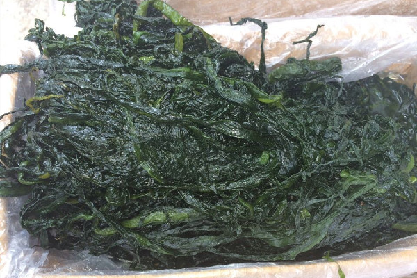 裙帶菜是高嘌呤食物嗎 裙帶菜痛風(fēng)的人可以吃嗎 裙帶菜是高嘌呤食物嗎 裙帶菜痛風(fēng)的人可以吃嗎