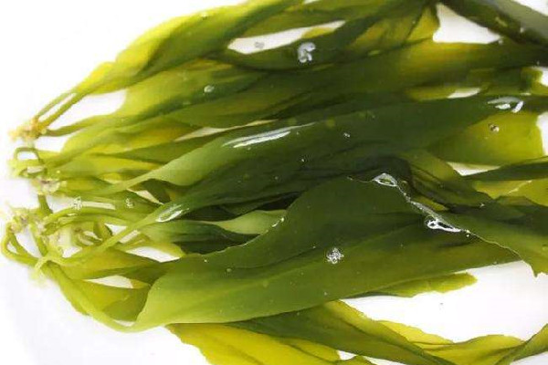 裙帶菜要不要焯水 裙帶菜煮多久可以吃 裙帶菜要不要焯水 裙帶菜煮多久可以吃