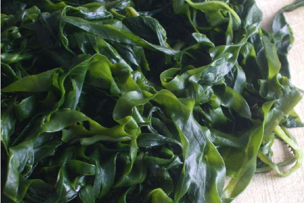 裙帶菜熱量高不高 裙帶菜適合減肥吃嗎 裙帶菜熱量高不高 裙帶菜適合減肥吃嗎