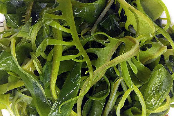 裙帶菜長(zhǎng)白毛還能吃嗎 裙帶菜可以保存多久 裙帶菜長(zhǎng)白毛還能吃嗎 裙帶菜可以保存多久
